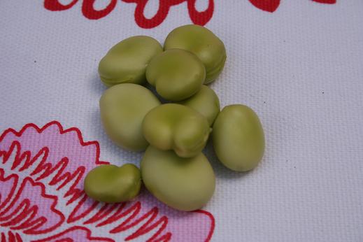 broad_beans.JPG